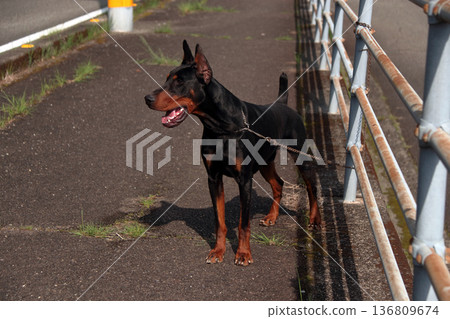 杜賓犬，杜賓犬 136809674