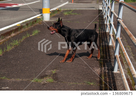 Doberman Pinscher, Doberman Pinscher Doberman Pinscher, Doberman Pinscher 136809675