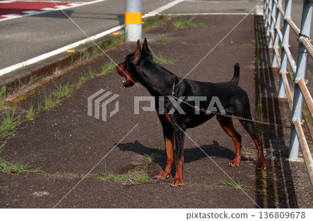 杜賓犬，杜賓犬 136809678