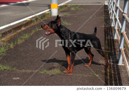 Doberman Pinscher, Doberman Pinscher 136809679