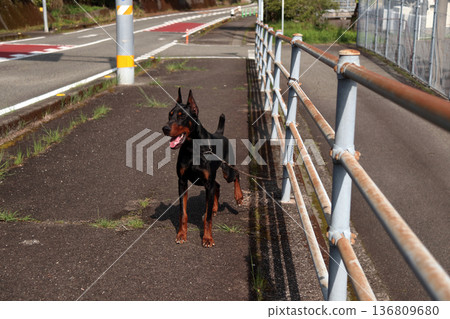 Doberman Pinscher, Doberman Pinscher Doberman Pinscher, Doberman Pinscher 136809680
