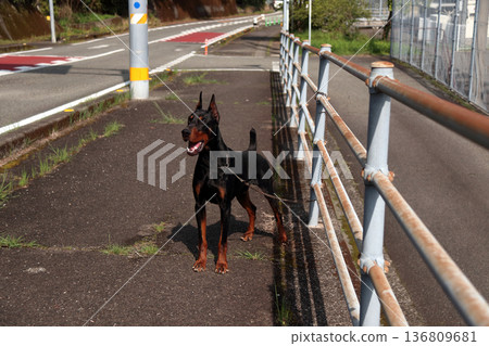 Doberman Pinscher, Doberman Pinscher Doberman Pinscher, Doberman Pinscher 136809681