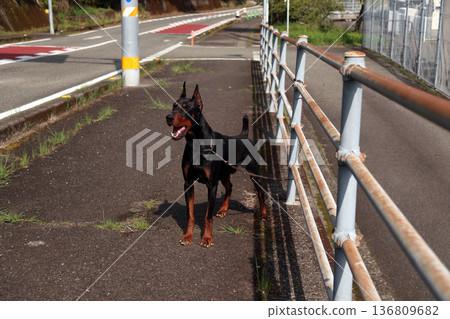 Doberman Pinscher, Doberman Pinscher 136809682