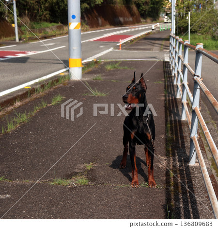 Doberman Pinscher, Doberman Pinscher 136809683
