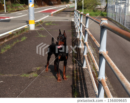 Doberman Pinscher, Doberman Pinscher 136809685