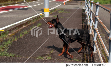 杜賓犬，杜賓犬 136809688