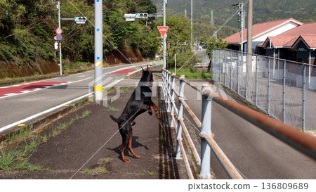 杜賓犬，杜賓犬 136809689