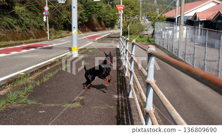 Doberman Pinscher, Doberman Pinscher 136809690