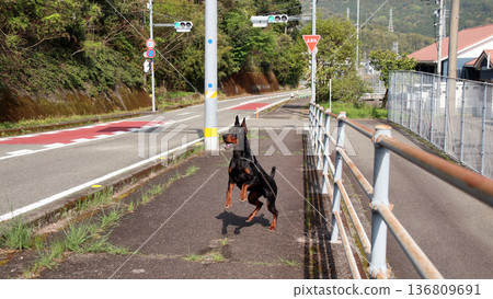 杜賓犬，杜賓犬 136809691