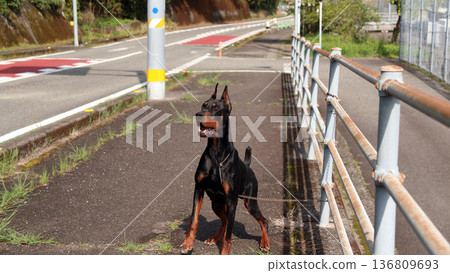 杜賓犬，杜賓犬 136809693