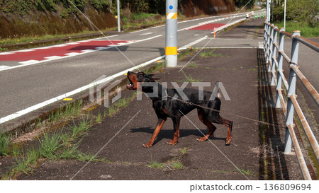 杜賓犬，杜賓犬 136809694