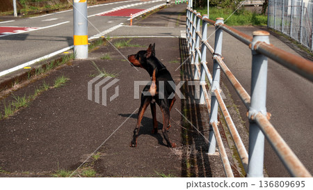 杜賓犬，杜賓犬 136809695