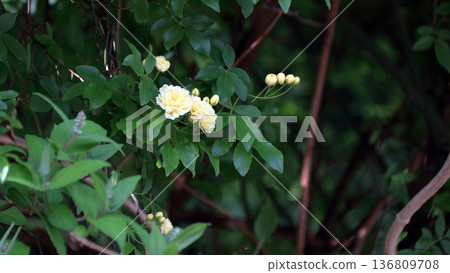 Yellow Banksweet Rose 136809708