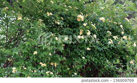 Yellow Banksweet Rose 136809709