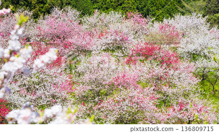 盛開的桃樹（位於阿知村的盛開桃樹村） 136809715