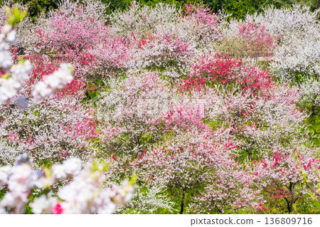 盛開的桃樹（位於阿知村的盛開桃樹村） 136809716