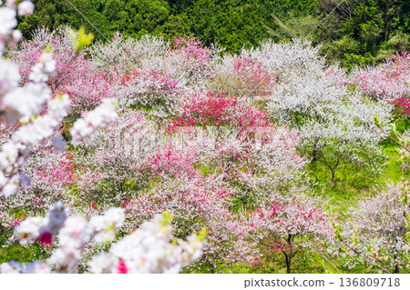 盛開的桃樹（位於阿知村的盛開桃樹村） 136809718