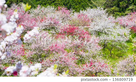 盛開的桃樹（位於阿知村的盛開桃樹村） 136809719