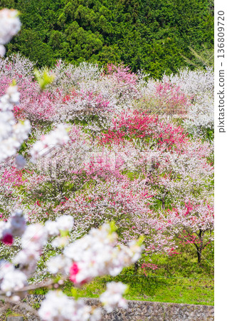 盛開的桃樹（位於阿知村的盛開桃樹村） 136809720