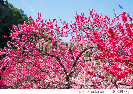盛開的桃樹（位於阿知村的盛開桃樹村） 136809722