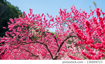 盛開的桃樹（位於阿知村的盛開桃樹村） 136809723