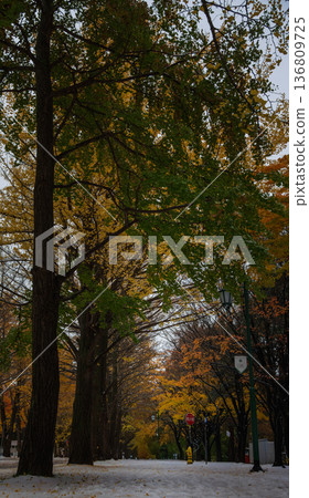 Hokkaido University Ginkgo Tree Line [First Snow and Autumn Leaves] 136809725