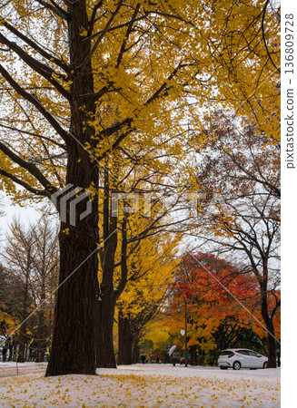 Hokkaido University Ginkgo Tree Avenue [Yellow Ginkgo Trees and the First Snow] 136809728