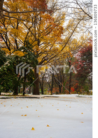 北海道大學銀杏樹成蔭的街道【初雪的潔白和秋葉的金黃】 136809733