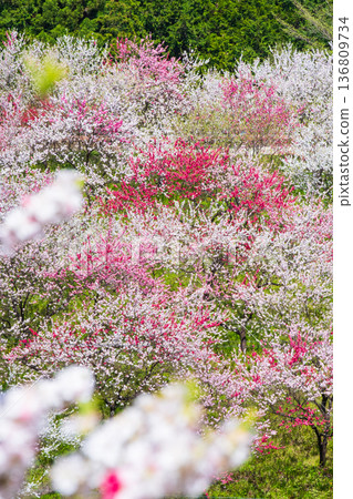 盛開的桃樹（位於阿知村的盛開桃樹村） 136809734