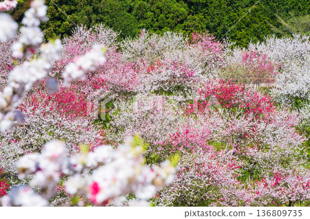 盛開的桃樹（位於阿知村的盛開桃樹村） 136809735
