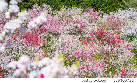 盛開的桃樹（位於阿知村的盛開桃樹村） 136809736