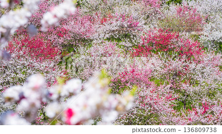 盛開的桃樹（位於阿知村的盛開桃樹村） 136809738