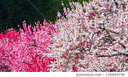 盛開的桃樹（位於阿知村的盛開桃樹村） 136809740