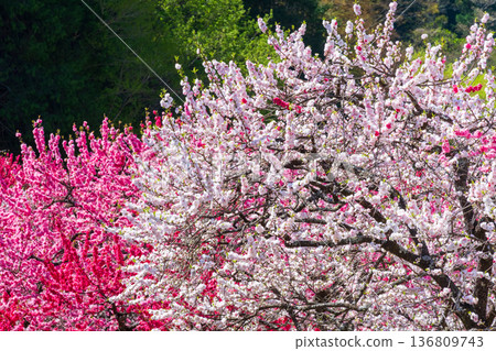 Flowering peach (at Flowering Peach Village, Achi Village) 136809743