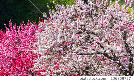 Flowering peach (at Flowering Peach Village, Achi Village) 136809757