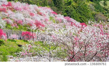 盛開的桃樹（位於阿知村的盛開桃樹村） 136809761