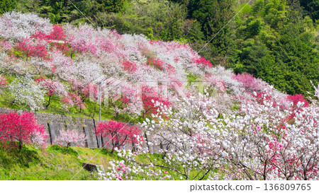 Flowering peach (at Flowering Peach Village, Achi Village) 136809765