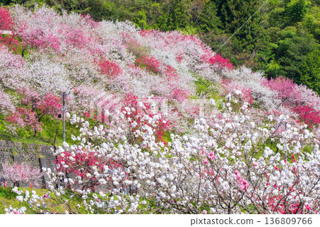 Flowering peach (at Flowering Peach Village, Achi Village) Flowering peach (at Flowering Peach Village, Achi Village) 136809766