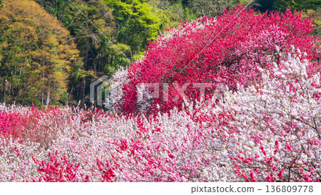 盛開的桃樹（位於阿知村的盛開桃樹村） 136809778