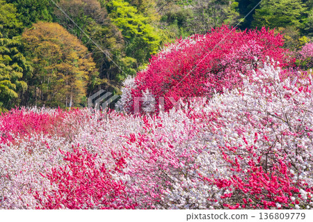 盛開的桃樹（位於阿知村的盛開桃樹村） 136809779