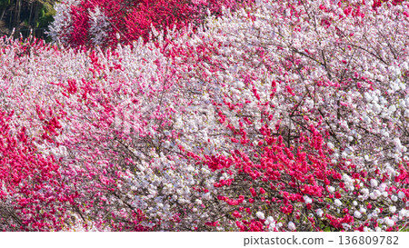 盛開的桃樹（位於阿知村的盛開桃樹村） 136809782