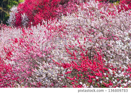 盛開的桃樹（位於阿知村的盛開桃樹村） 136809783