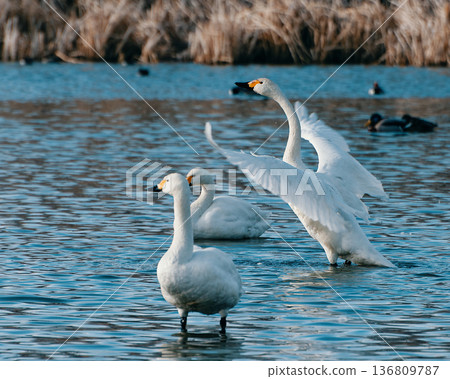 大天鵝展開雙翼，迎向落日。 136809787