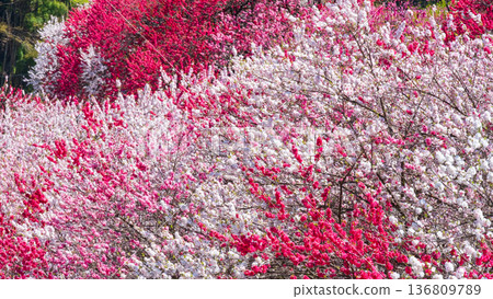 盛開的桃樹（位於阿知村的盛開桃樹村） 136809789