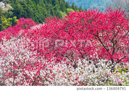 盛開的桃樹（位於阿知村的盛開桃樹村） 136809791