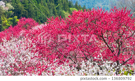 盛開的桃樹（位於阿知村的盛開桃樹村） 136809792