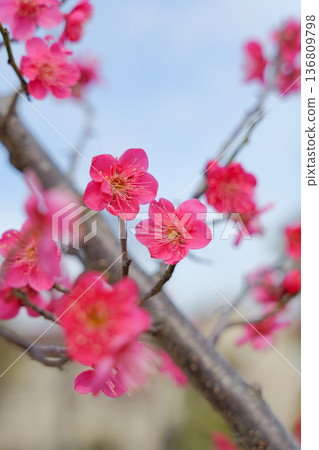 盛開的鮮紅梅花。 盛開的鮮紅梅花。 136809798