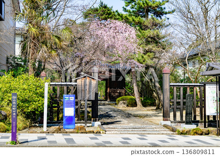 Walking around Sendai city in spring Walking around Sendai city in spring 136809811