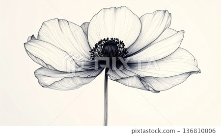 A delicate pen-drawn illustration of an anemone vase. A luxurious botanical line drawing, monochrome background material 136810006