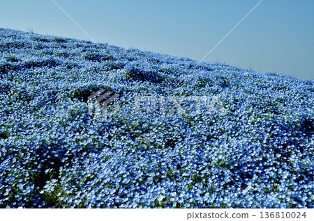 日立海濱公園山坡上盛開的粉蝶花 日立海濱公園山坡上盛開的粉蝶花 136810024